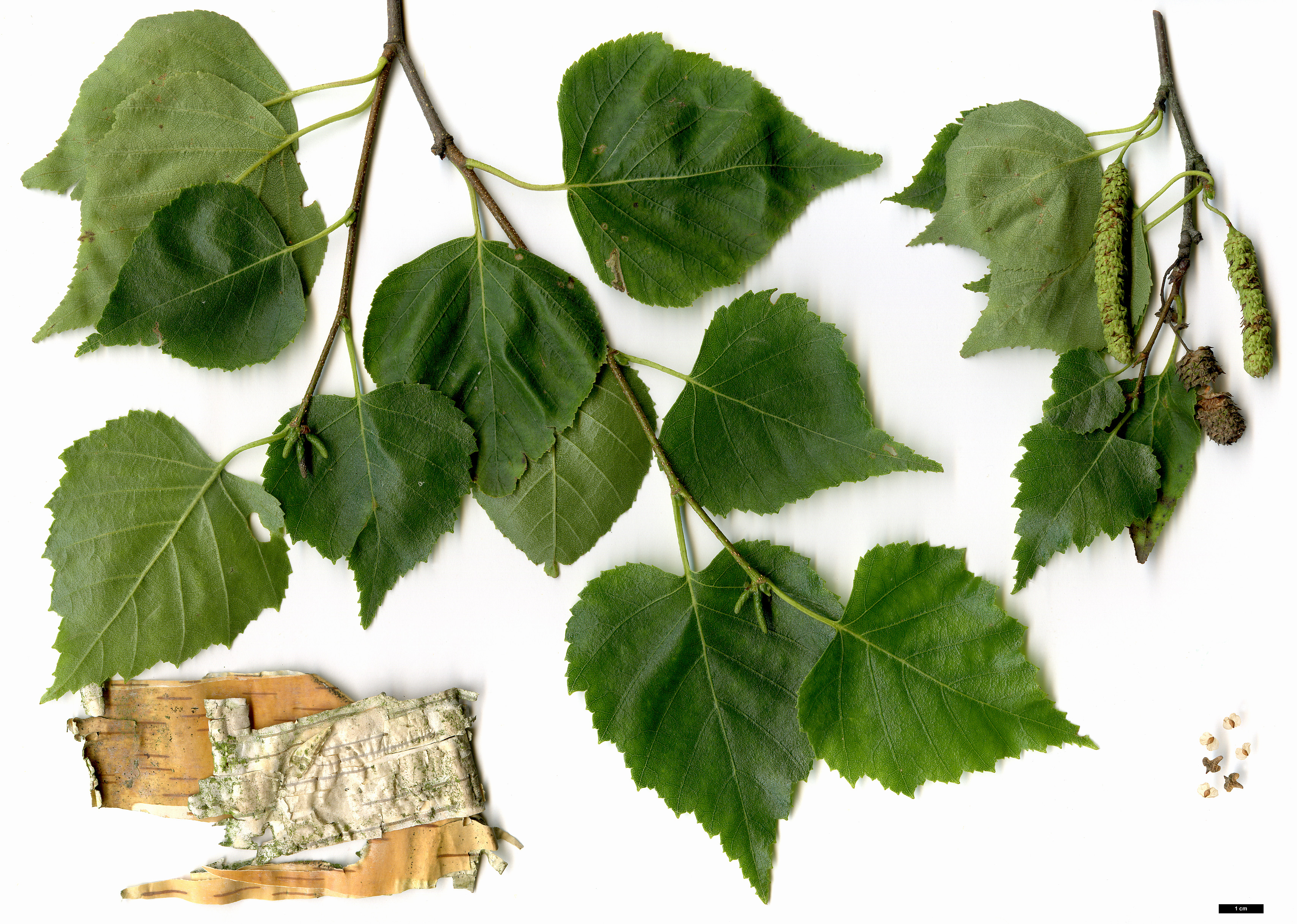 High resolution image: Family: Betulaceae - Genus: Betula - Taxon: pendula - SpeciesSub: subsp. mandshurica